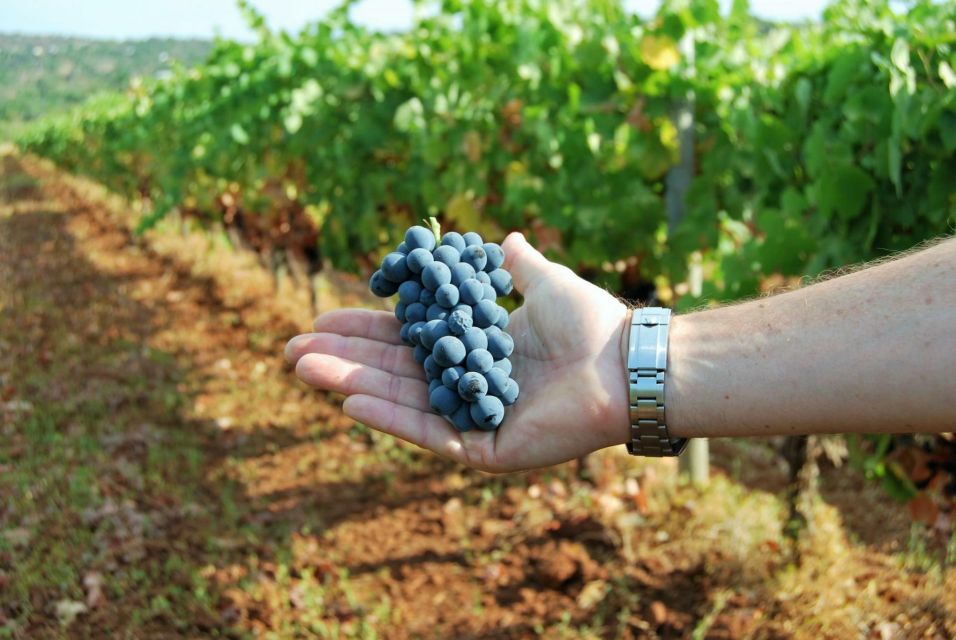 Loulé: Quinta Da Tôr Winery Guided Tour and Wine Tasting - Tips for Your Visit