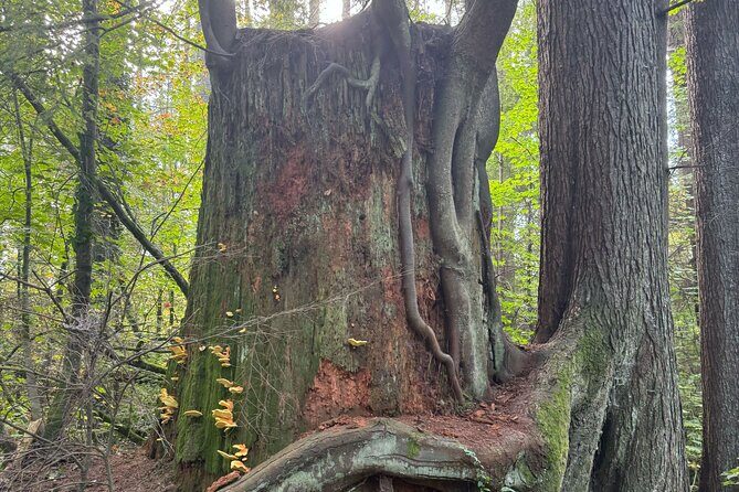Love the Land Indigenous Walking Tour Capilano River Hatchery - The Sum Up: A Thoughtful and Authentic Experience