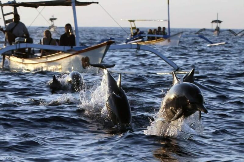 Lovina-Bali: Dolphin Watching & Snorkeling; Hot Spring - Dolphin Watching Experience