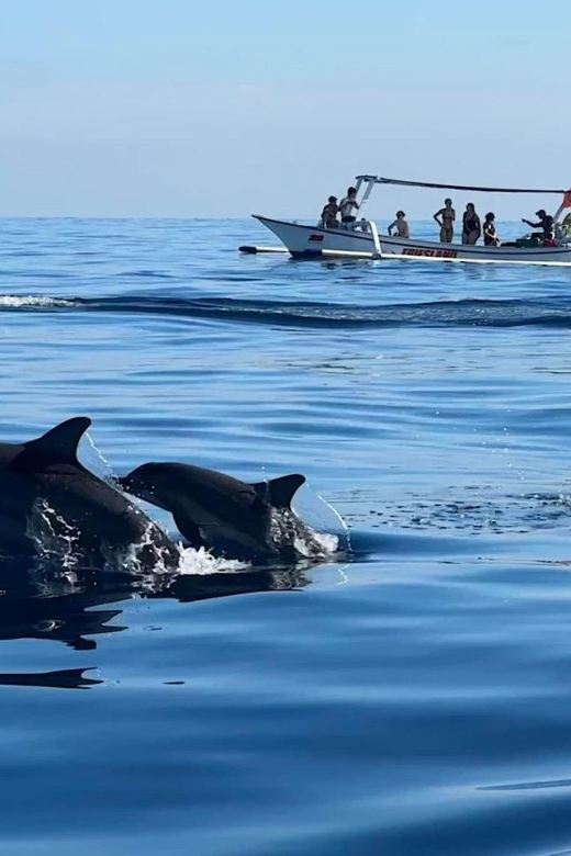 Lovina/Bali: Dolphin Watching, Swimming, and Snorkeling Tour - Trip Highlights