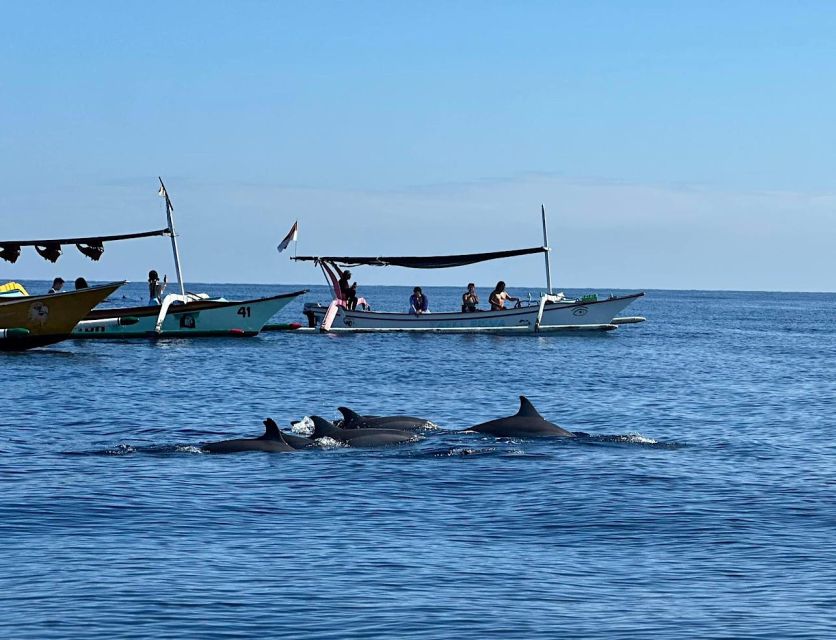 Lovina/Bali: Dolphin Watching, Swimming, and Snorkeling Tour - Important Information