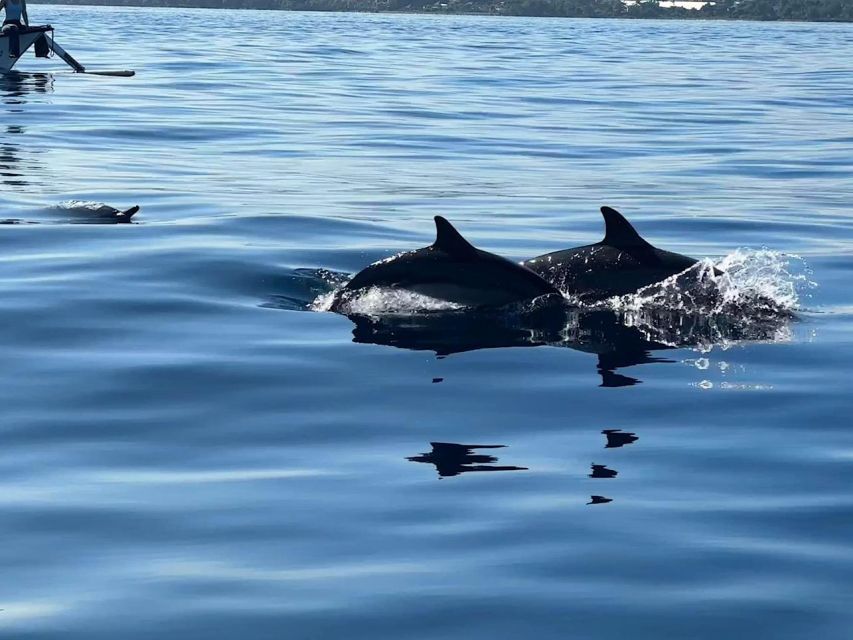 Lovina/Bali: Dolphin Watching, Swimming, and Snorkeling Tour - Exploring the Coral Reef