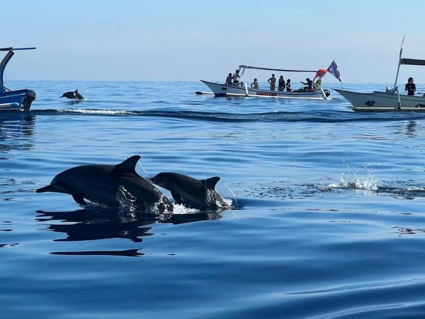 Lovina/Bali: Dolphin Watching, Swimming, and Snorkeling Tour - Frequently Asked Questions