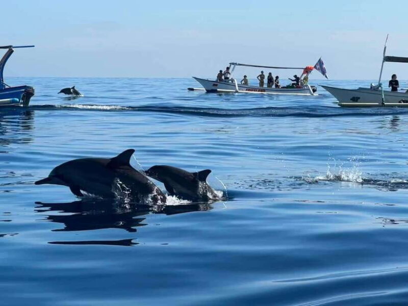 Lovina/Bali: Dolphin Watching Tour, Swimming and Snorkeling - Frequently Asked Questions
