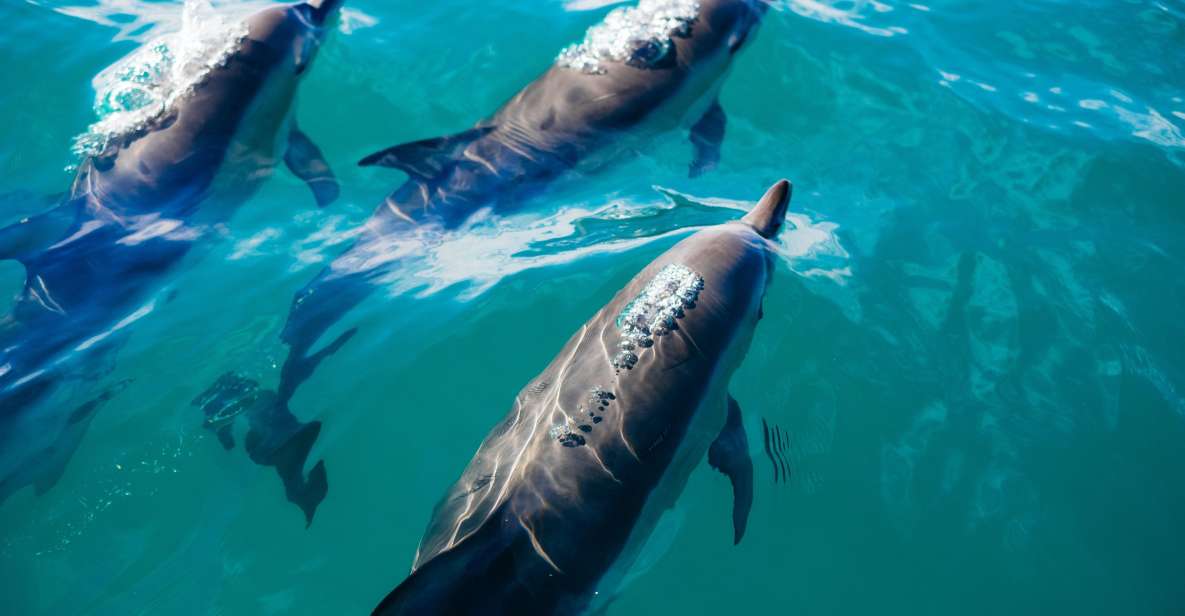 Lovina Dolphin and North Bali Sightseeing - All Inclusive - Dolphin Watching Experience