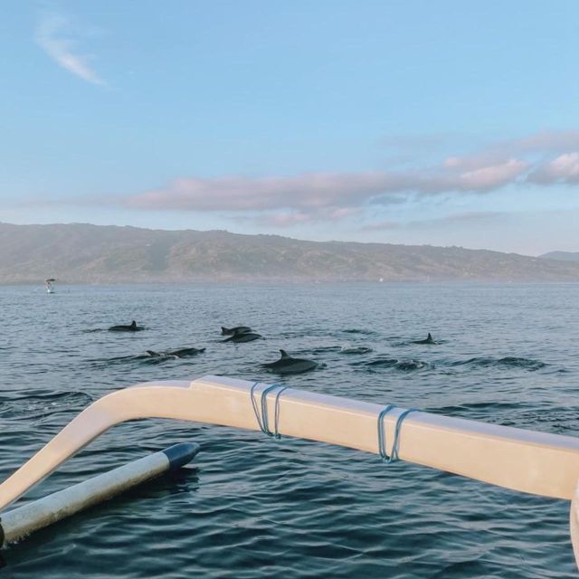 Lovina Dolphin Wacthing Sunrise & Snorkeling Tour - Key Points