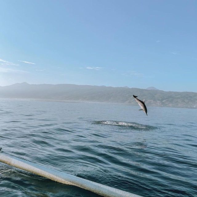 Lovina Dolphin Wacthing Sunrise & Snorkeling Tour - Experience Highlights