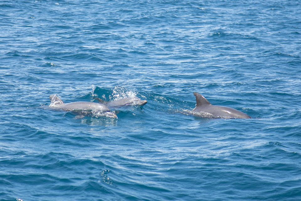 Lovina Dolphins: 2-Day Tour of Northern Bali With Spa - Pricing and Booking
