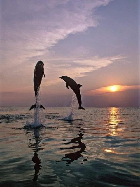 Lovina: Natural Hot Spring & Sunrise Dolphins Tour - Inclusions and Highlights
