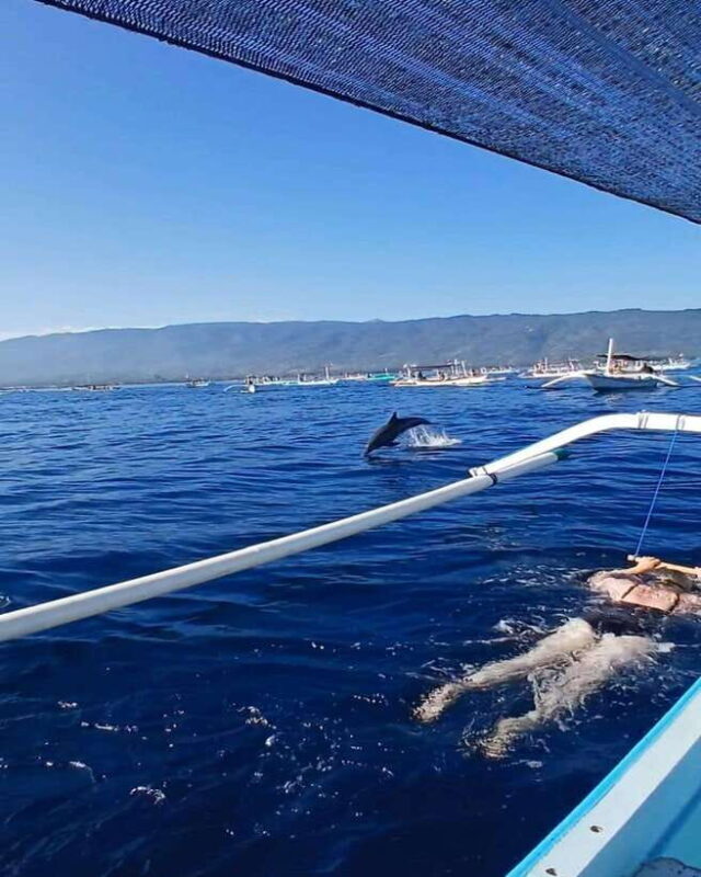 Lovina : SPECIAL FULL TRIP dolphin watch, swim, and snorkel - What to Expect: An Authentic and Safe Journey