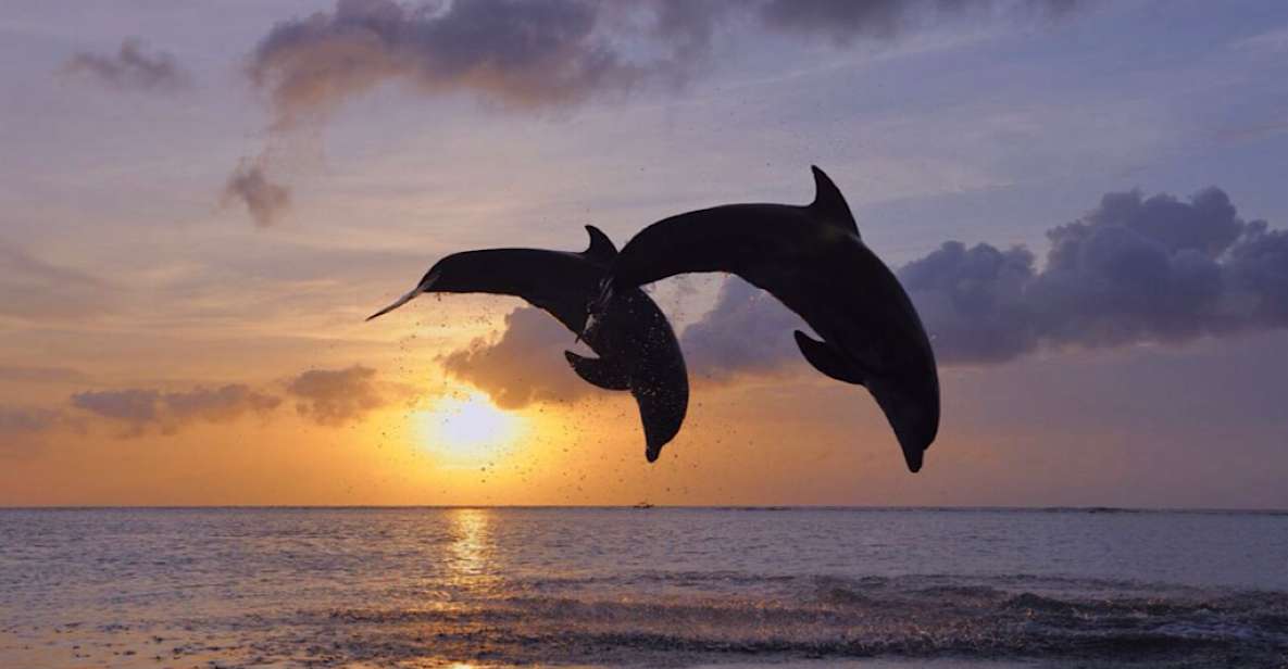 Lovina: Sunrise Dolphin Tour, Snorkeling, Waterfall & Temple - Key Points