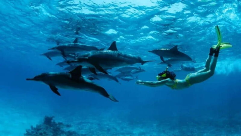 Lovina: Watching Dolphin, Swimming Dolphin Bali Tour - Key Points