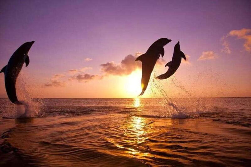 Lovina: Watching Dolphin, Swimming Dolphin Bali Tour - What to Expect from the Tour