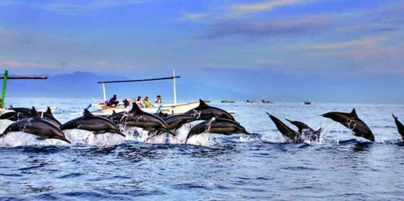 Lovina: Watching Dolphin, Swimming Dolphin Bali Tour - The Sum Up