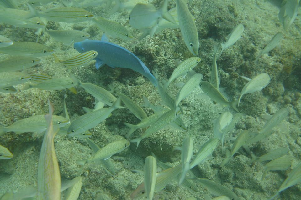 Lower Grand Lagoon: Panama City Beach Guided Snorkeling Tour - Meeting Location