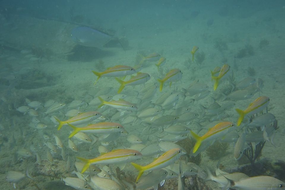 Lower Grand Lagoon: Panama City Beach Guided Snorkeling Tour - Snorkeling Equipment