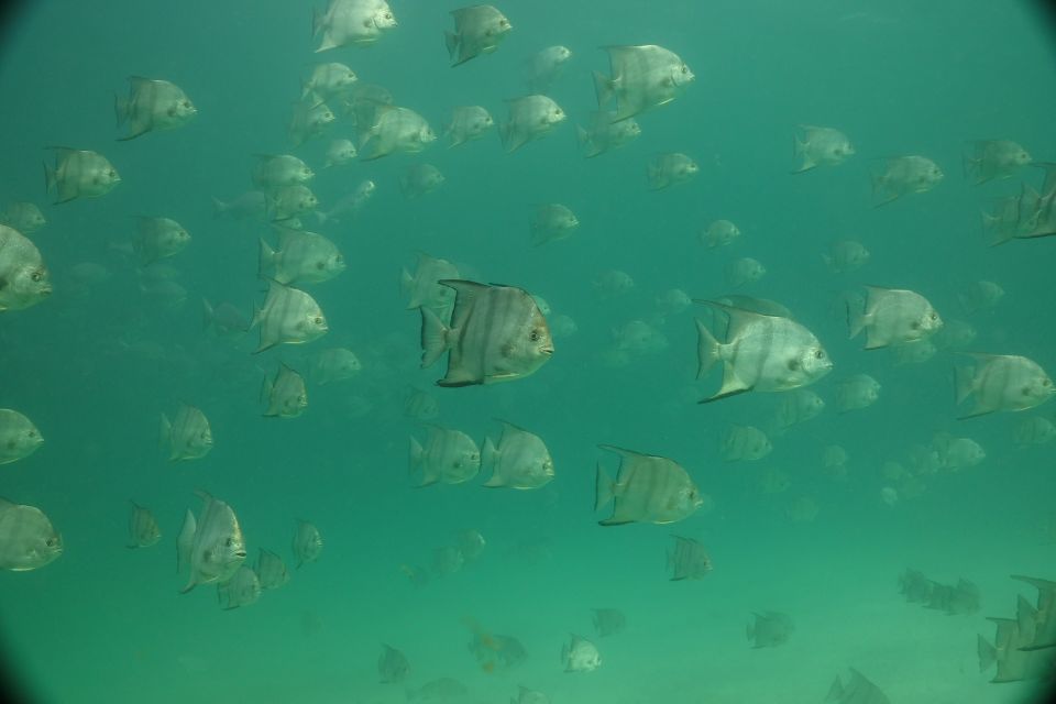 Lower Grand Lagoon: Panama City Beach Guided Snorkeling Tour - Participant Restrictions