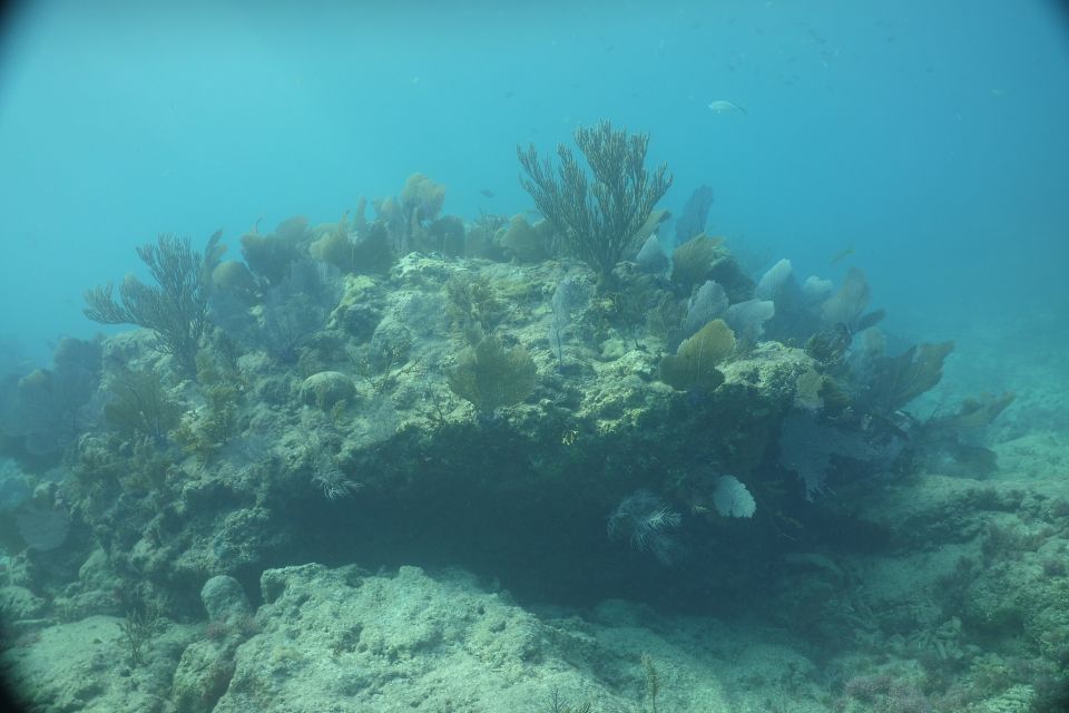Lower Grand Lagoon: Panama City Beach Guided Snorkeling Tour - Frequently Asked Questions
