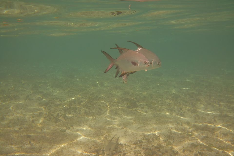 Lower Grand Lagoon: Panama City Beach Guided Snorkeling Tour - Meeting Point and Access