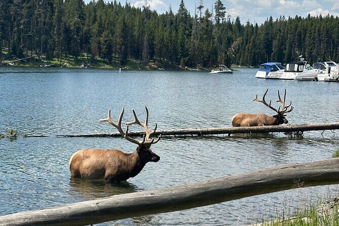 Lower Loop Hot Springs Geysers Private West Yellowstone - Exploring Yellowstone’s Highlights: A Day of Wonder