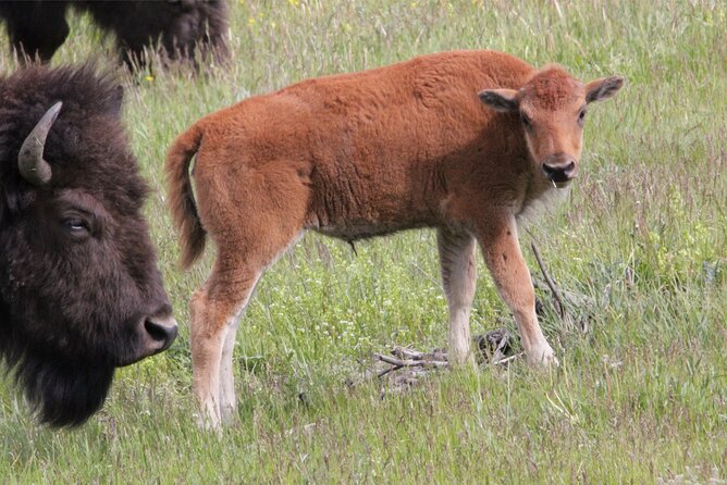 Lower Loop Yellowstone Wildlife Scenic - Jackson Hole Day Tour | WY - Pricing and Payment Options