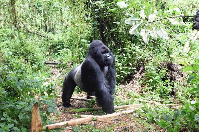 Lowland Gorilla Trekking in Kahuzi-Biega National Park - Good To Know