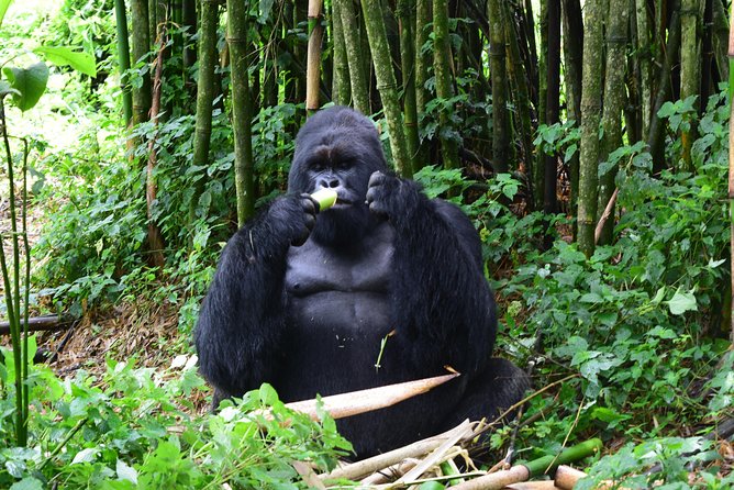 Lowland Gorilla Trekking in Kahuzi-Biega National Park - Preparing for the Gorilla Trekking Expedition