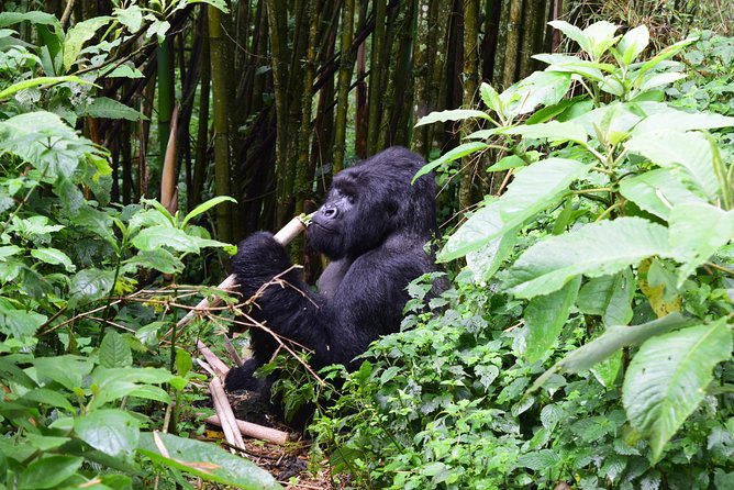 Lowland Gorilla Trekking in Kahuzi-Biega National Park - Tips for a Successful Trekking Adventure