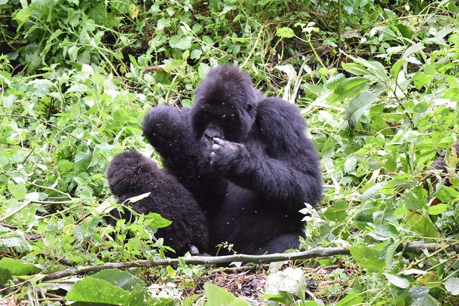 Lowland Gorilla Trekking in Kahuzi-Biega National Park - Planning Your Lowland Gorilla Trekking Trip