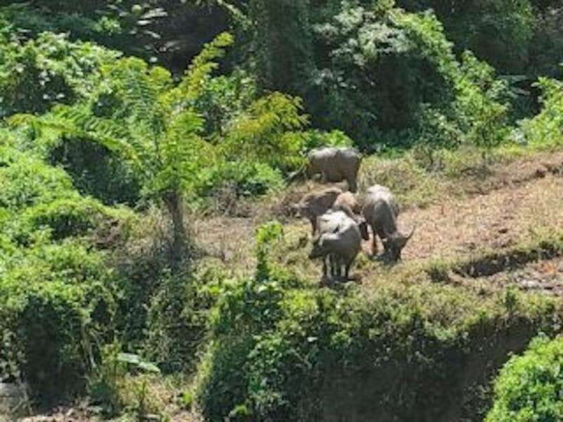 Luang Prabang: 3 Days Ethnic Forest Living - Mekong - Exploring the Itinerary in Detail