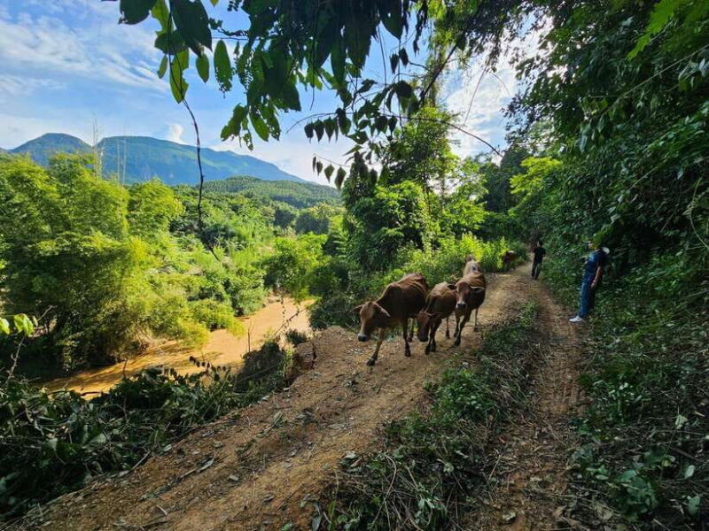 Luang Prabang: Authentic Lao Village & Farm Experience Day - Luang Prabang: Authentic Lao Village & Farm Experience Day