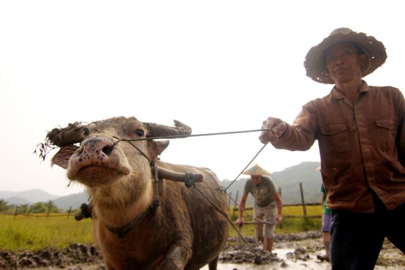 Luang Prabang: Rice Farm and Kuang Si Waterfall Tour - Itinerary Highlights