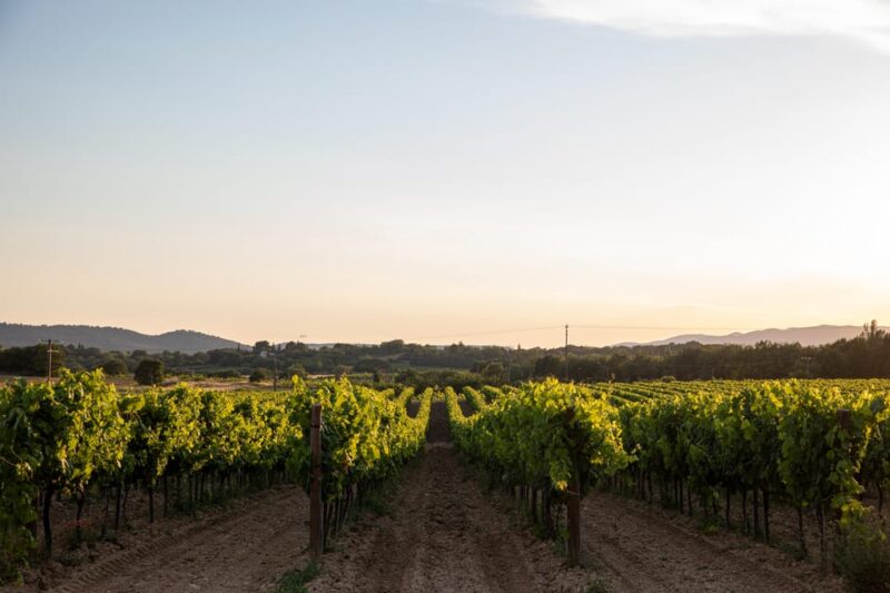 Luberon: Vineyard Tour and Wine Tasting - Tour Highlights