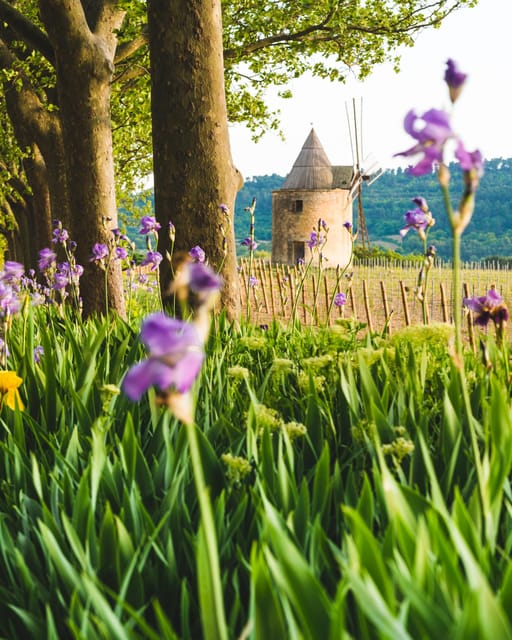 Luberon: Vineyard Tour and Wine Tasting - Taste the Terroir
