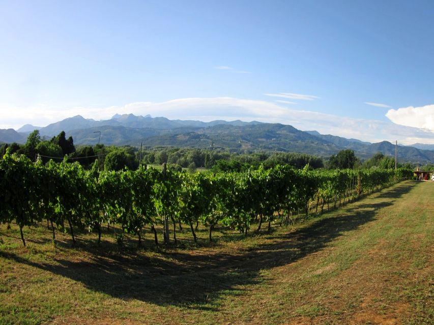 Lucca: Bicycle Rental With Picnic Lunch at a Vineyard - Scenic Routes and Landscapes