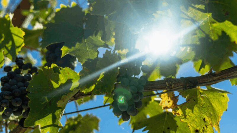 LUCCA: EBIKE TOUR WITH LUNCH AND WINE TASTING - What You Can Expect from the Lucca E-Bike Tour