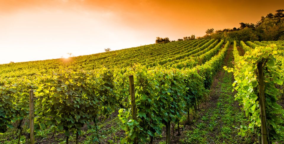 Lucca: Guided E-Bike and Wine Tour - Recap