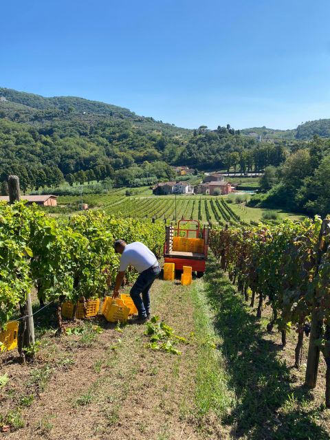 Lucca & Pisa Tour + Wine Tasting From Livorno Port - Booking Details