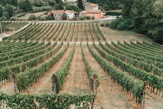 Lucca: Wine Tasting Experience - Tenuta Adamo Winery - Positive Guest Reviews and Accolades