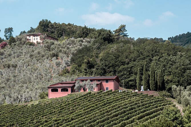 Lucca: Wine Tasting Experience - Tenuta Adamo Winery - Additional Tour Details and Policies