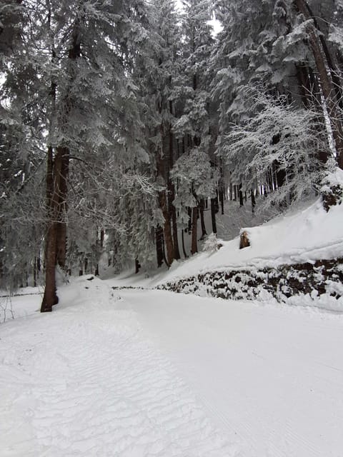 Lucerne: Private Snowshoe Tour - Pricing and Booking