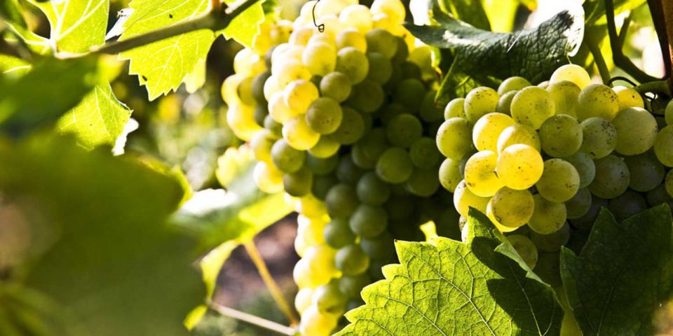 Lugana Wine Tour With Private Panoramic Boat on Lake Garda - Directions