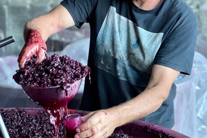 Luke's McLaren Vale Wine Tour - The Experience of Visiting Wineries and Breweries