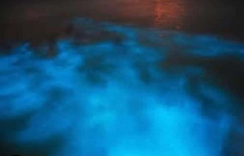 Luminous lagoon: Night Tour from Falmouth Hotels and Villas - Return & Drop-off