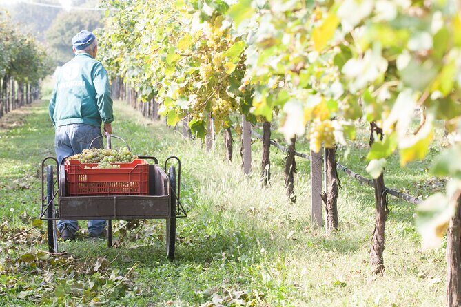 Lunch and Tasting of Traditional Balsamic Vinegar of Modena - A Closer Look at the Experience