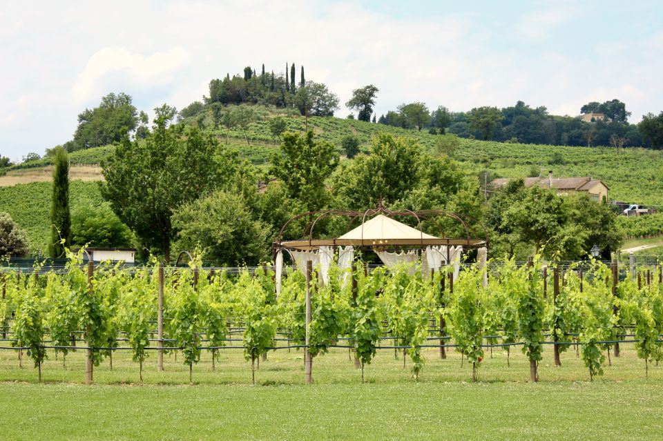 Lunch in the Garden and Wine Tasting - Wine Tasting at Tenuta Torciano