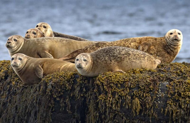 Lunenburg: Zodiac Wildlife Tour with Naturalist Guide - An Overview of What to Expect