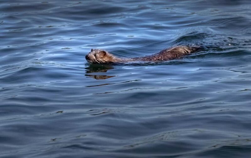 Lunenburg: Zodiac Wildlife Tour with Naturalist Guide - The Experience Provider