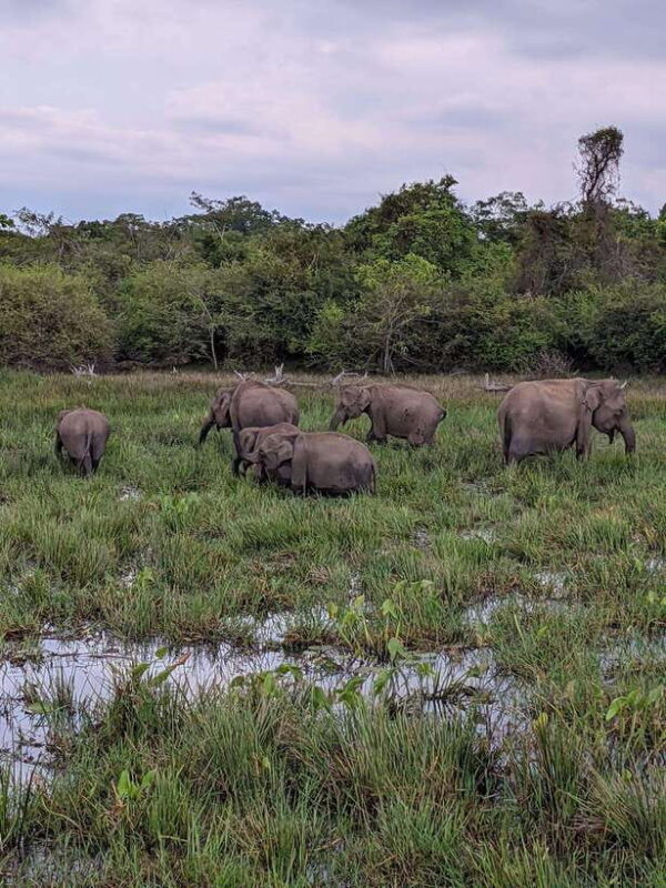 Lunugamvehera National Park ( Yala Block 5 / 6 ) Wild Safari - Introduction