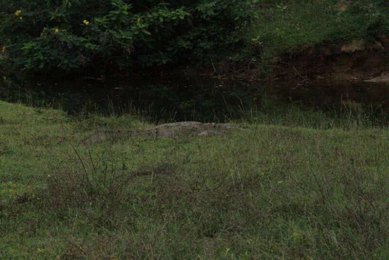 Lunugamvehera National Park ( Yala Block 5 / 6 ) Wild Safari - Authentic Wildlife Encounters: What Travelers Are Saying